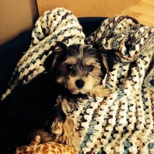 Meet your Posher, Dennis